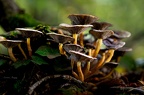 CHAMPIGNON