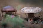 Champignon