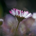 Transparence