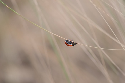 Coccinelle