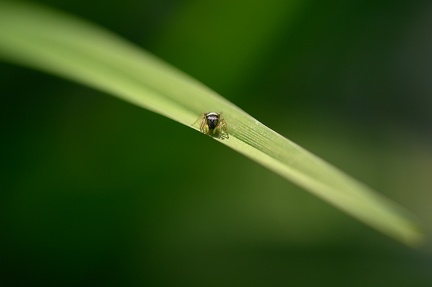 Heliophanus flavipes 