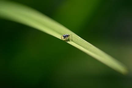 Heliophanus flavipes