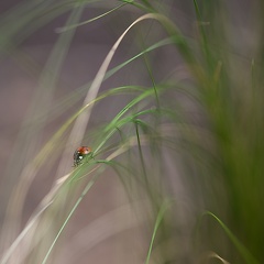 Coccinelle2