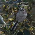 Mésange Longue queue