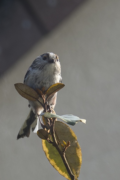 Mésange Longue queue.jpg
