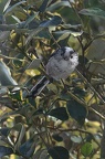 Mésange Longue queue