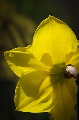 Tulipe jaune