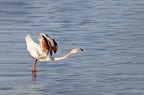 Flamand rose