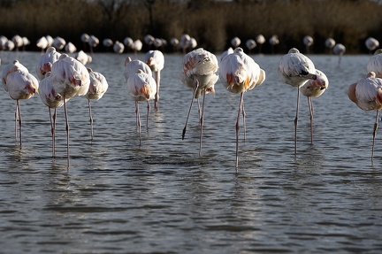 Flamand rose