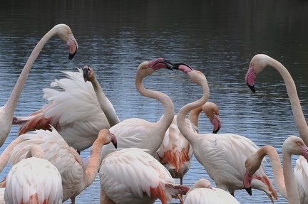 Flamand rose