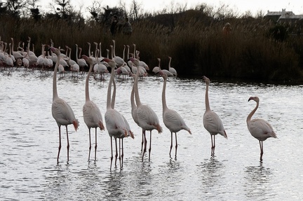 Flamand rose