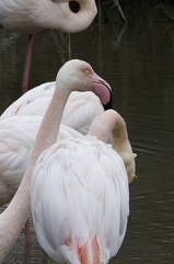 Flamand rose