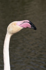 Flamand rose