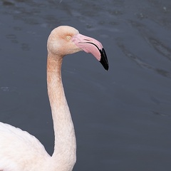 Flamand rose