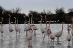 Flamand rose