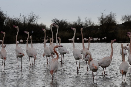 Flamand rose