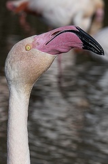 Flamand rose