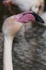 Flamand rose