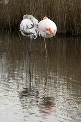 Flamand rose