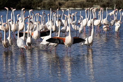 Flamand rose