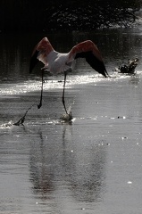 Flamand rose