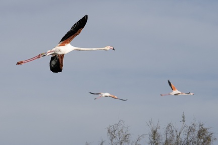Flamand rose