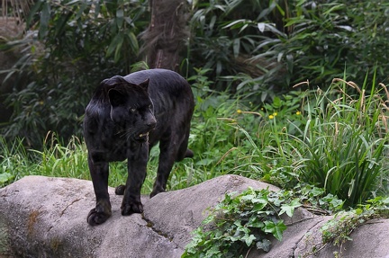 Jaguar