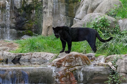 Jaguar