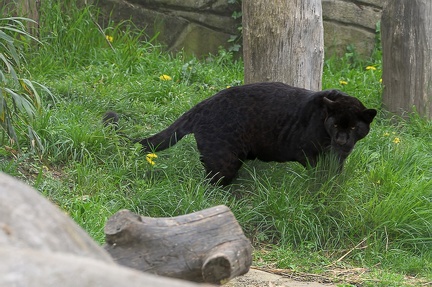 Jaguar