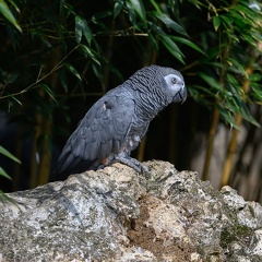 Gris du Gabon