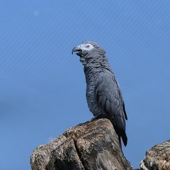 Gris du Gabon