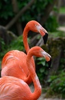 Flamand rose