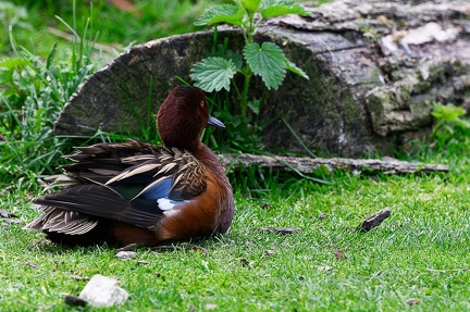 Canard Sarcelle Cannelle