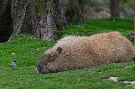 Capybara