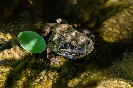 Grenouille rousse