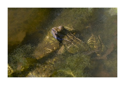 Grenouille rousse