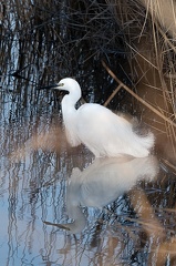 Aigrette neigeuse