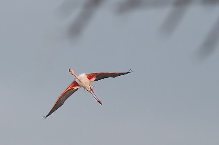 Flamand Rose