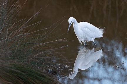 Aigrette Garzette