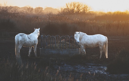 Cheveaux camarguais