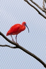 Ibis rouge
