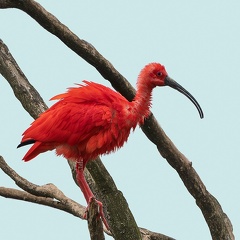 Ibis rouge