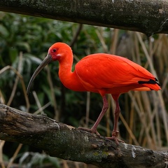 Ibis rouge
