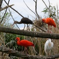Ibis rouge