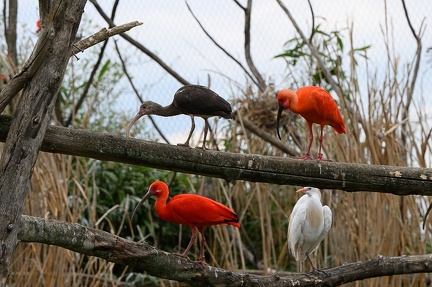 Ibis rouge