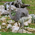 Nandou d'Amérique