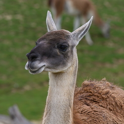Camélidés / Tayassuidae