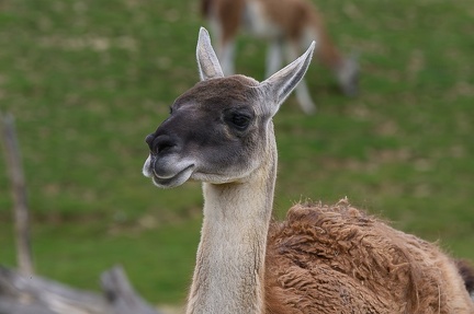 Lama