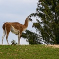 Lama