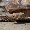 TORTUE